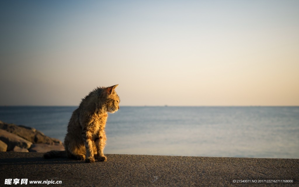 猫咪