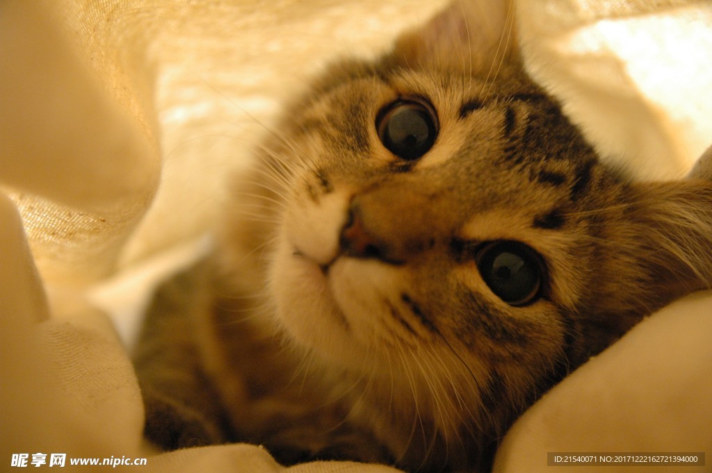 猫咪