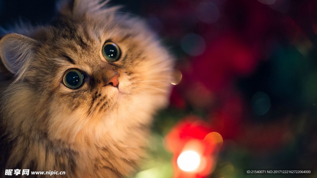 猫咪