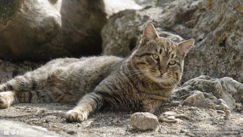 猫咪