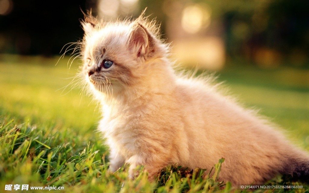 猫咪