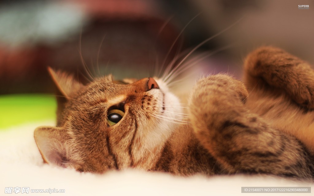 猫咪