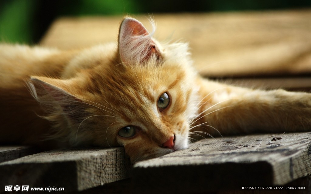 猫咪
