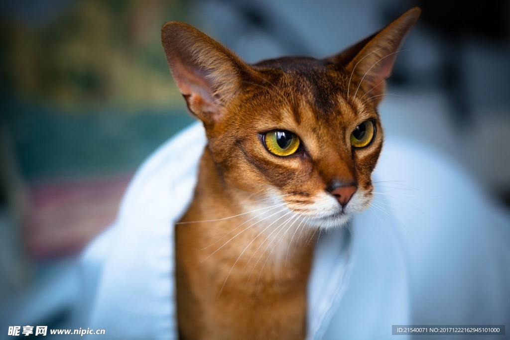 猫咪