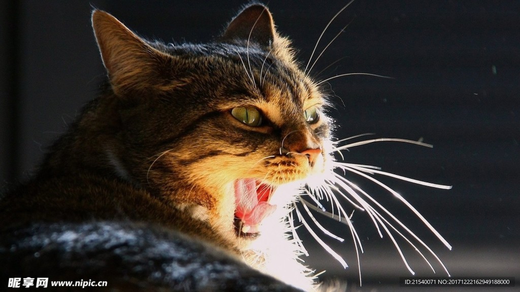 猫咪