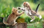 猫咪
