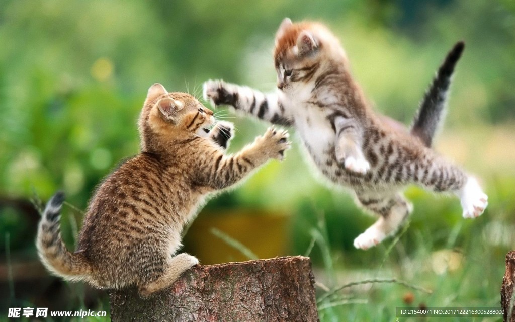 猫咪