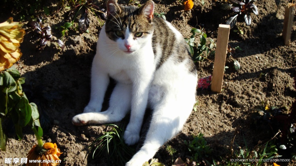 猫咪