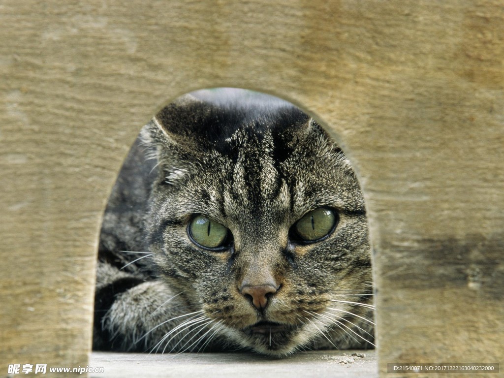 猫咪