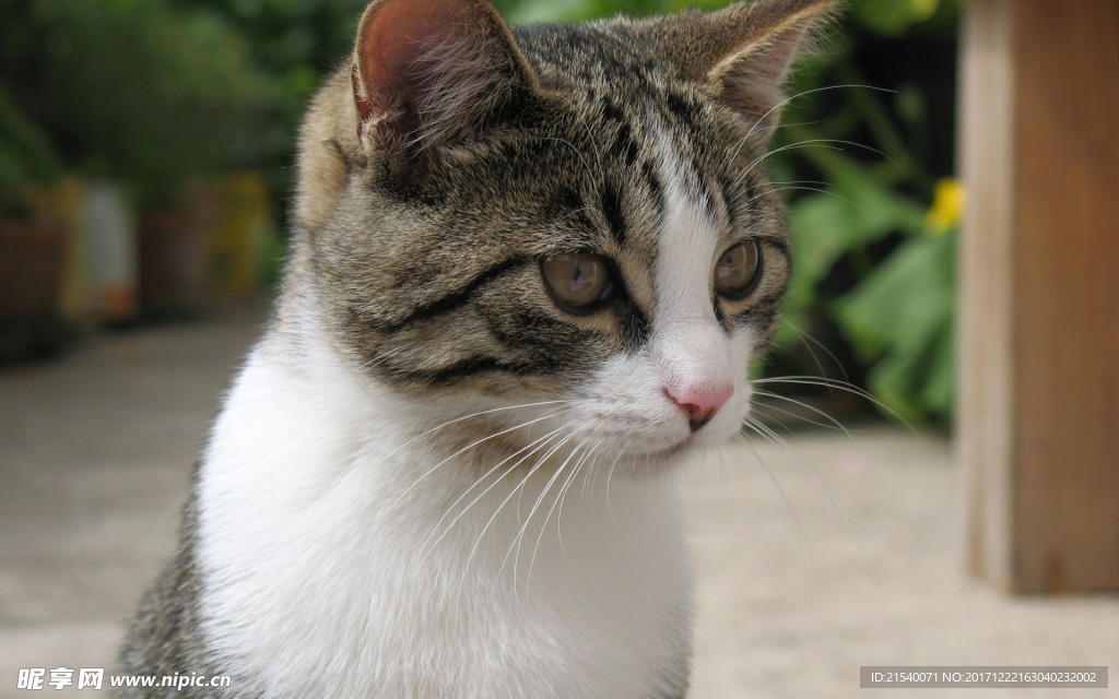 猫咪