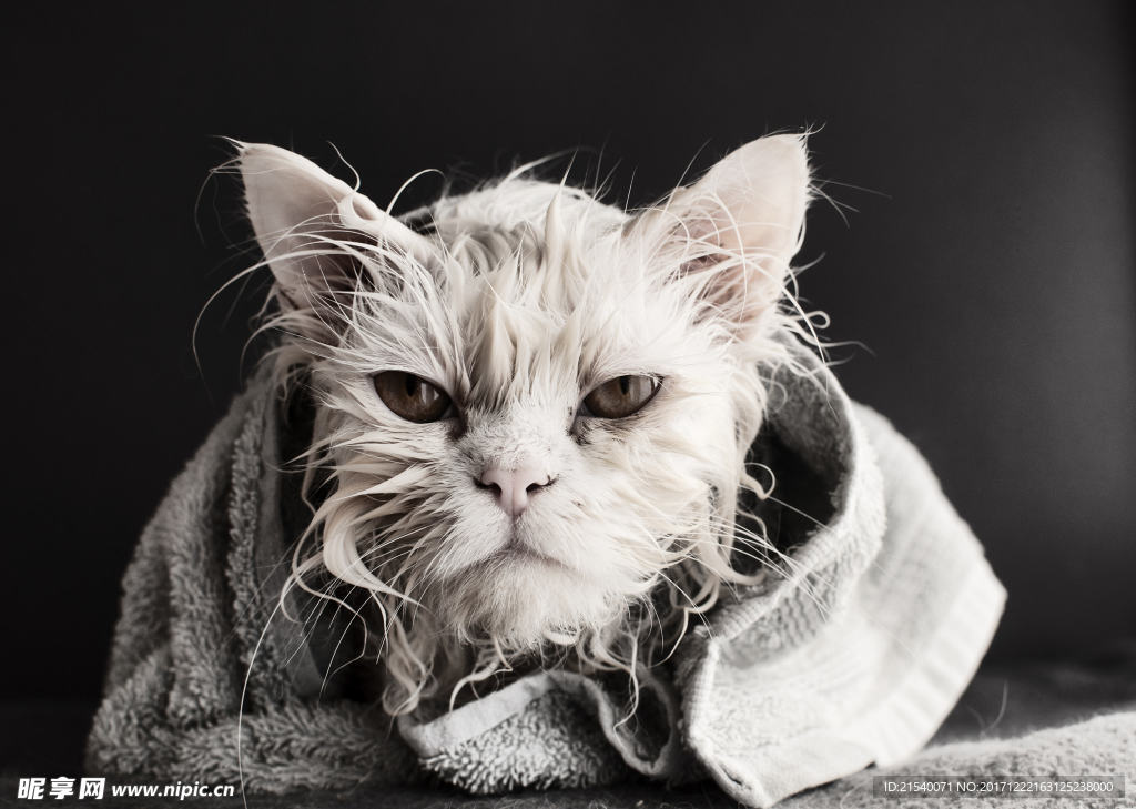 猫咪