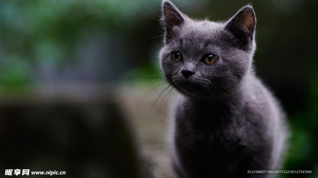 猫咪