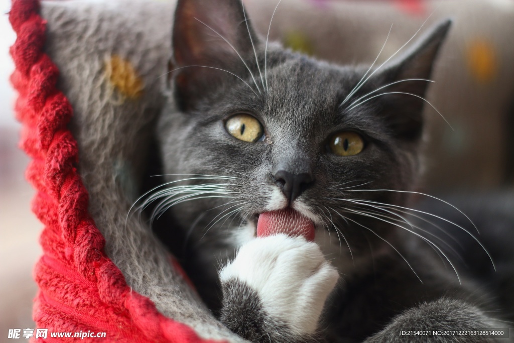 猫咪