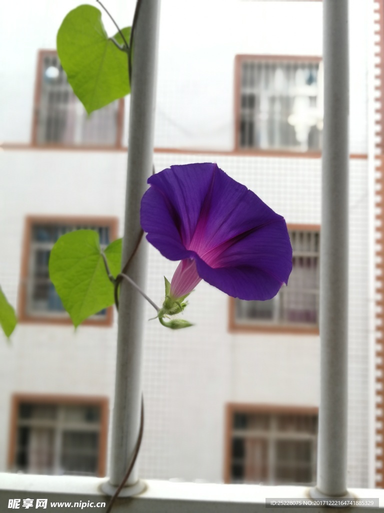 牵牛花