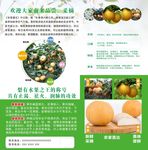 梨海报