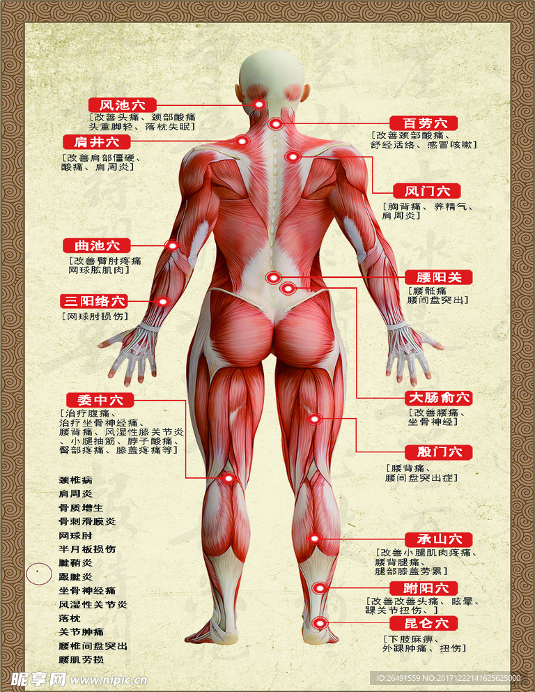 穴位图