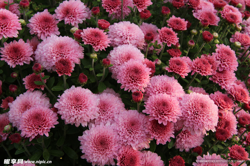 粉红色菊花特写花卉