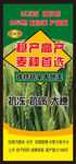 小麦