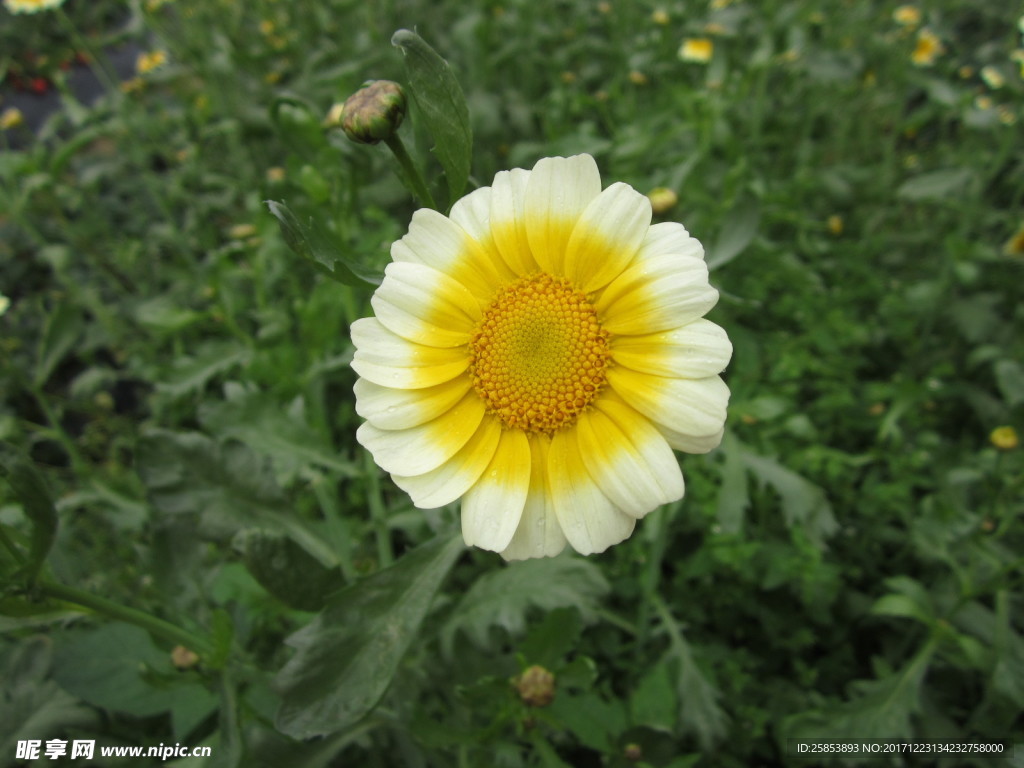 小黄花