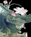 莲花