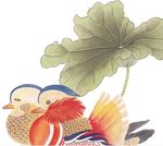 鸳鸯