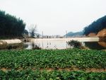 池塘