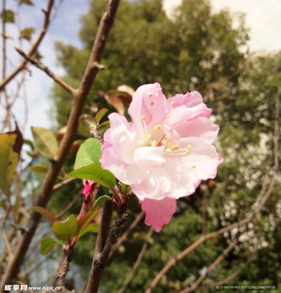 海棠花的第二春