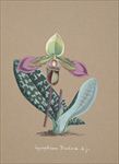 手绘兰花 兰花插画