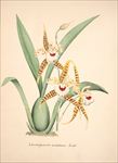 手绘兰花 植物图鉴 兰花手绘稿