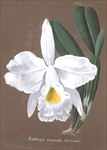 手绘兰花 兰花手绘画 水彩画