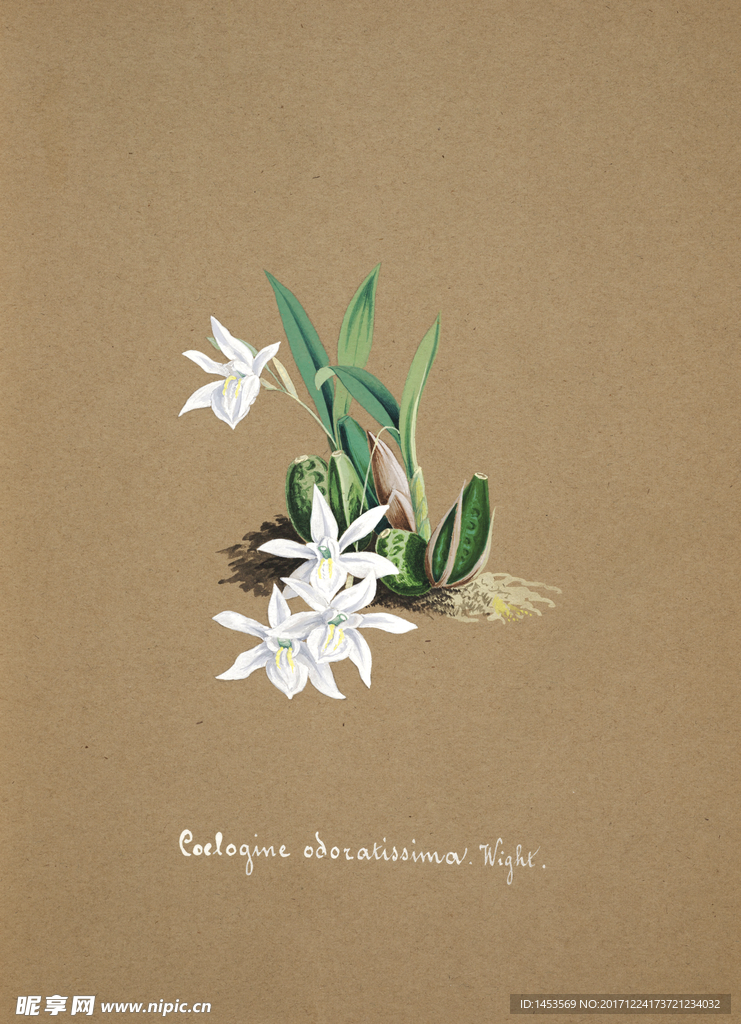 手绘兰花 兰花