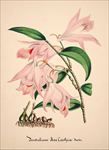 手绘兰花 兰花