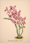 手绘兰花 植物 手绘画