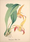 兰花