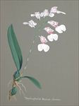 兰花