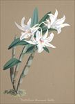 兰花