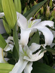 百合花