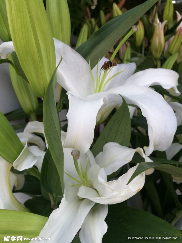 百合花