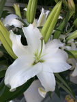 百合花
