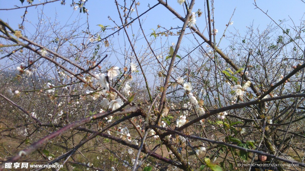 桃花