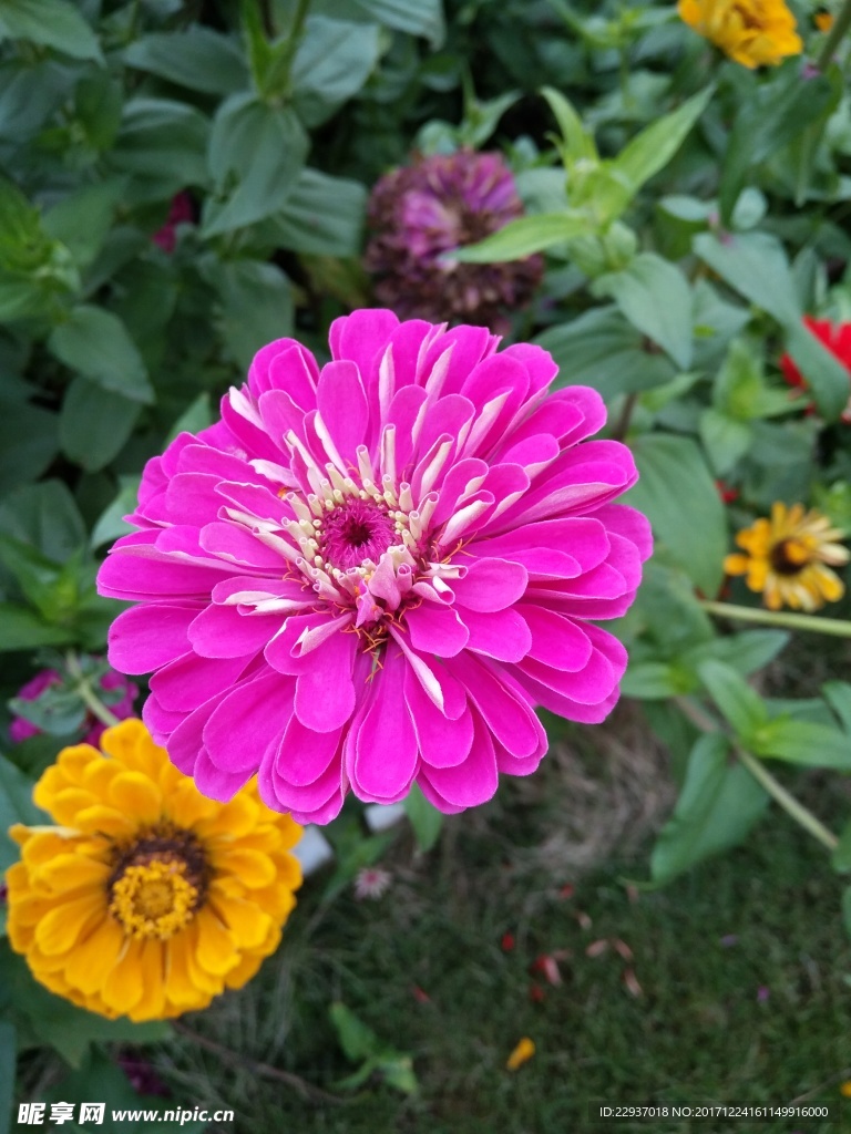 紫色太阳花