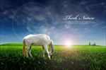黎明的草原白马