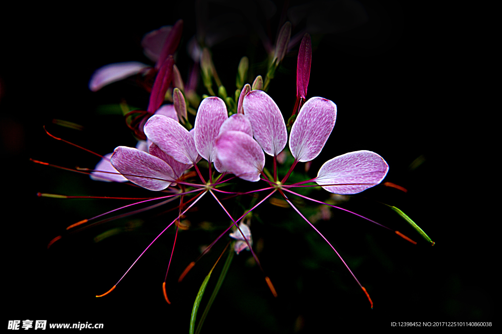 醉蝶花