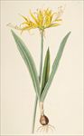 梅兰竹菊