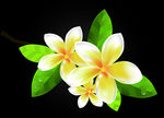 美丽的花