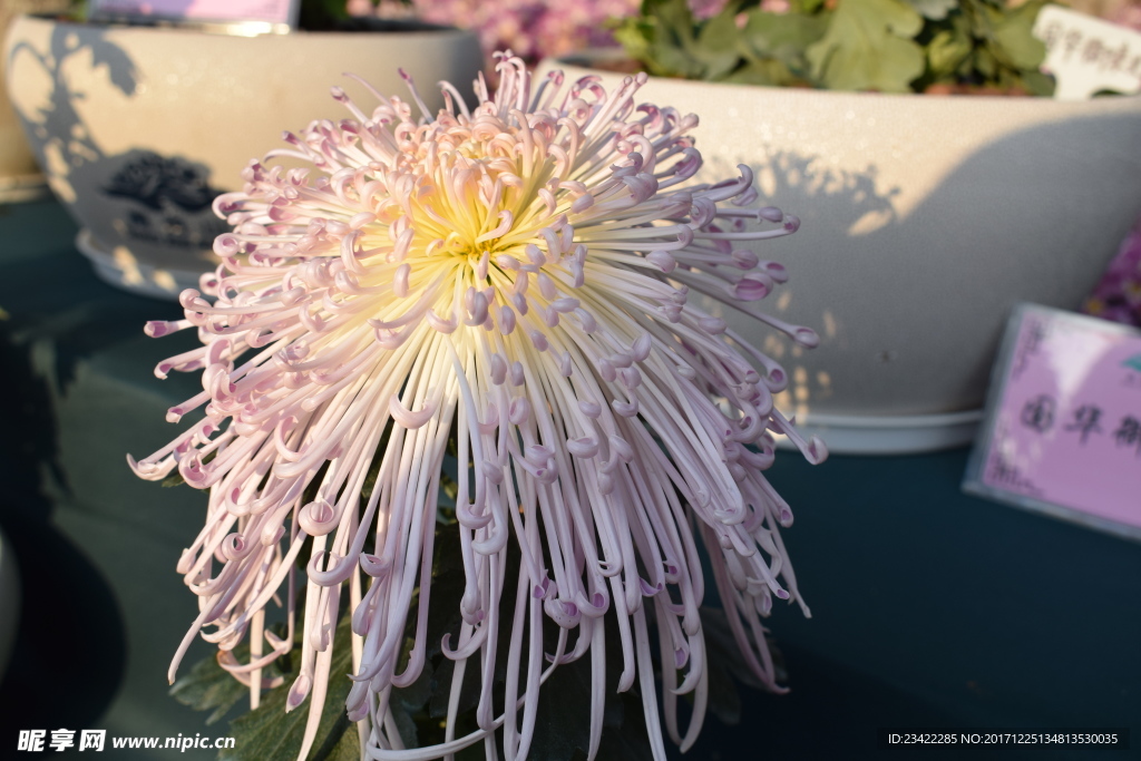 菊花