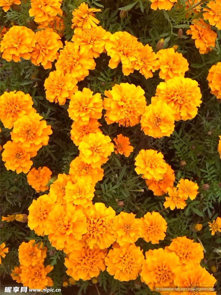 太阳花