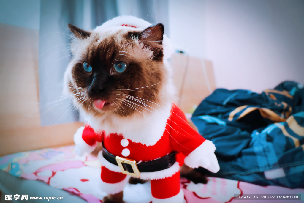 圣诞猫
