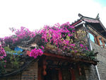 一城花事