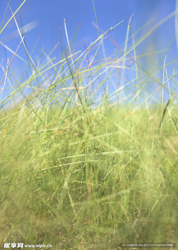 草原风光